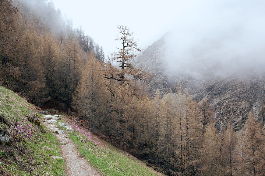 Misty Mountain Trail Through Autumn Larch Forest