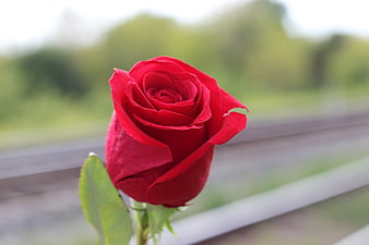 Single red rose in focus against blurred railway tracks