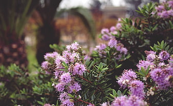 Close-up of purple heath flowers in a garden