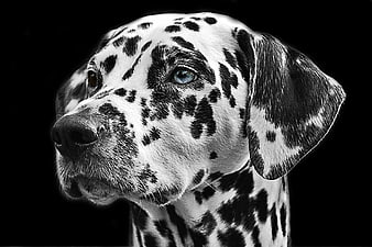 Dramatic Black and White Dalmatian Portrait with Blue Eye