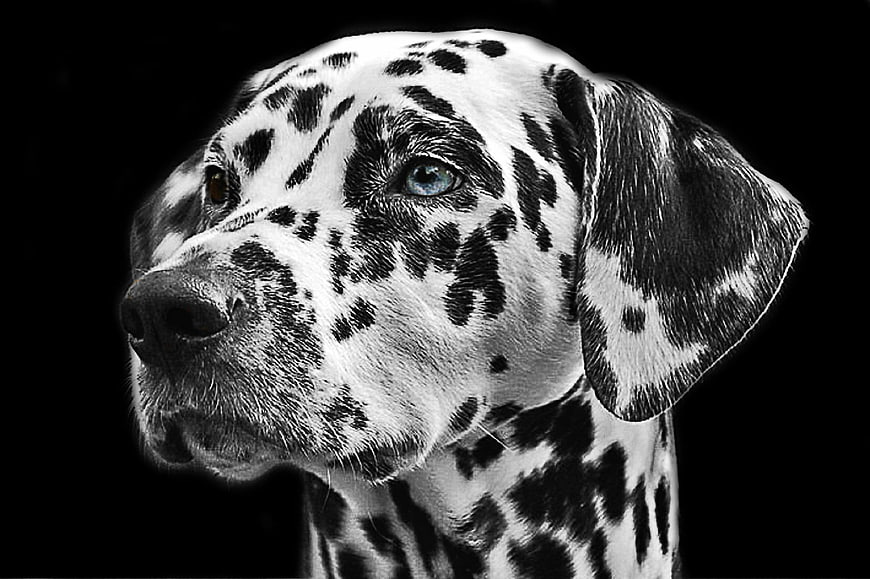 Dramatic Black and White Dalmatian Portrait with Blue Eye