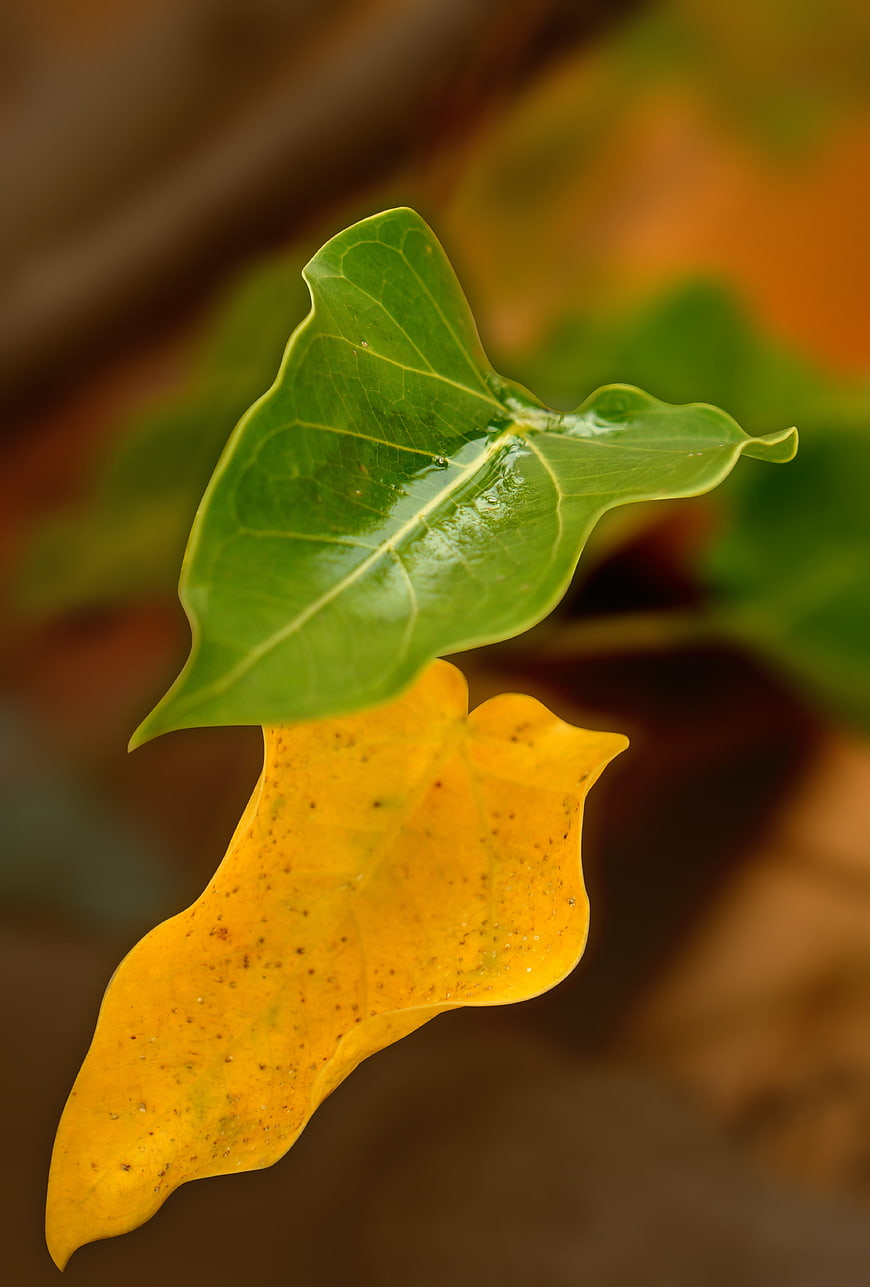 Close-up of green and yellow leaves with water droplets