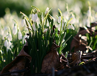 Snowdrops blooming in early spring sunlight