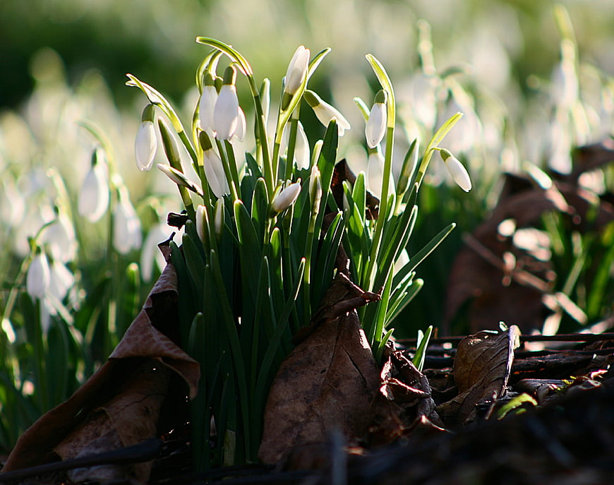 Snowdrops blooming in early spring sunlight
