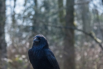 Close-up of a black crow in a forest with bokeh background
