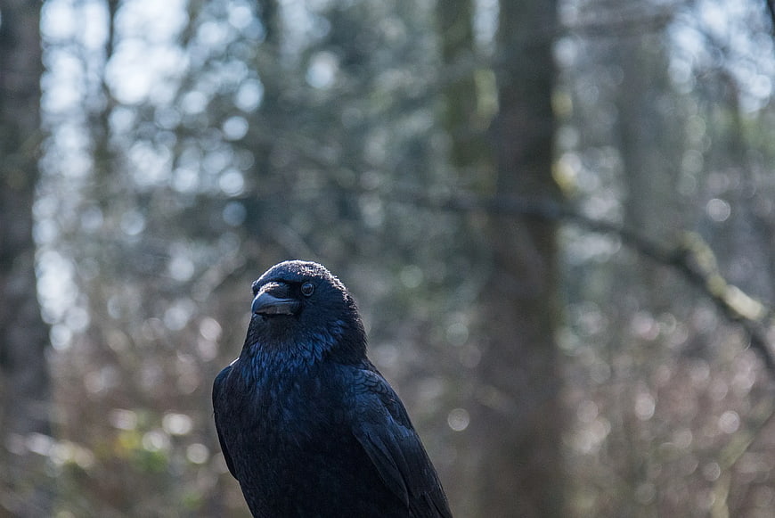Close-up of a black crow in a forest with bokeh background