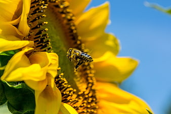Honey Bee Flying Near Sunflower Close-Up
