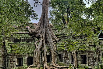 Ancient stone temple ruins with large tree roots in Cambodia