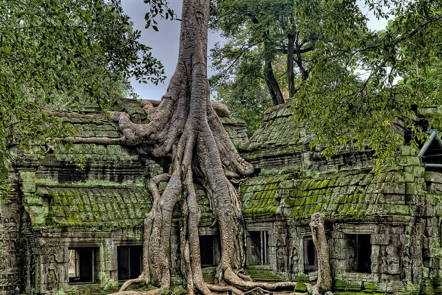 Ancient stone temple ruins with large tree roots in Cambodia