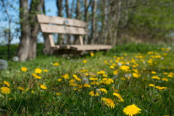 Yellow Dandelions in Green Grass with Blurred Park Bench