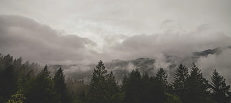 Misty Mountain Forest Landscape with Pine Trees