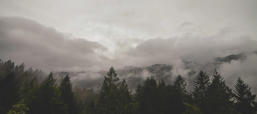Misty Mountain Forest Landscape with Pine Trees