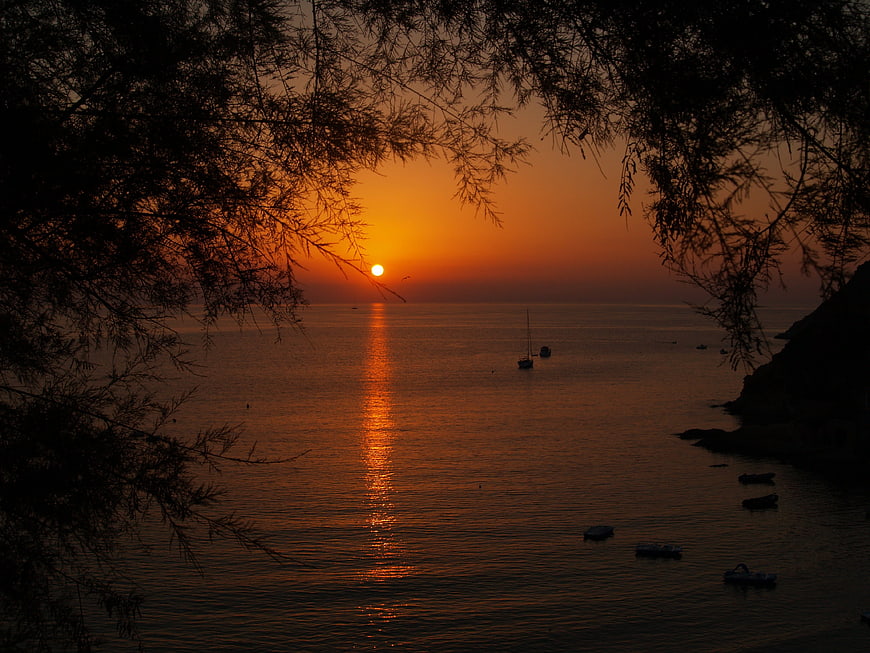 Silhouette of trees framing a vibrant orange sunset over calm sea