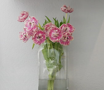 Pink Tulips in Glass Jar Vase on White Background