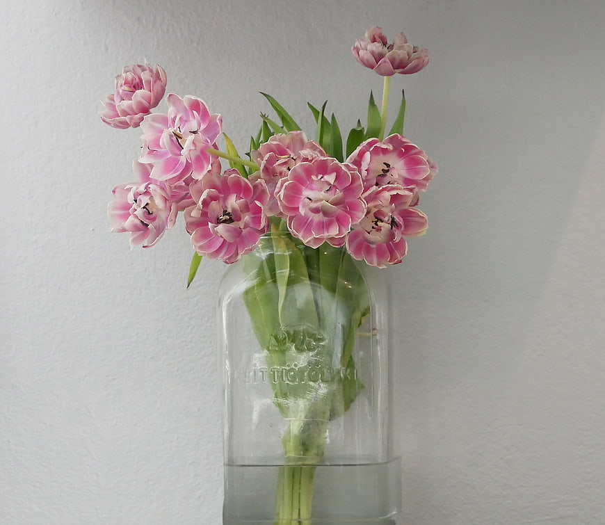 Pink Tulips in Glass Jar Vase on White Background