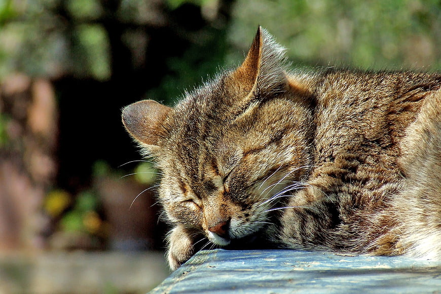Sleeping Tabby Cat Resting Outdoors in Sunlight