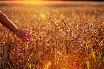 Woman's Hand Touching Golden Wheat Field at Sunset