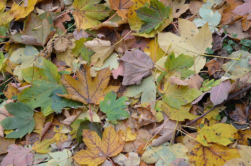 Fallen autumn maple leaves on forest floor