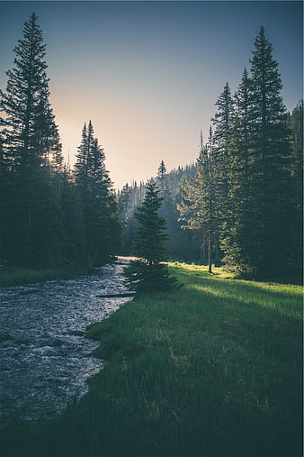 Serene River Flowing Through Pine Forest at Sunset