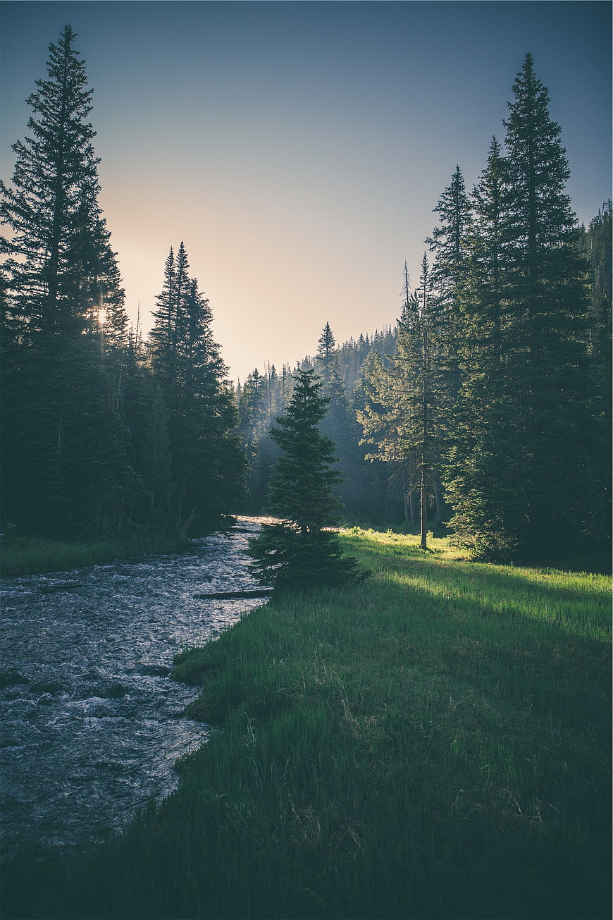 Serene River Flowing Through Pine Forest at Sunset