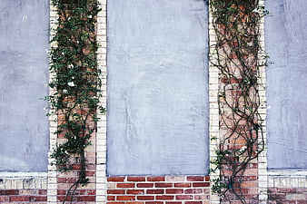 Textured brick wall with climbing vines and gray plaster background