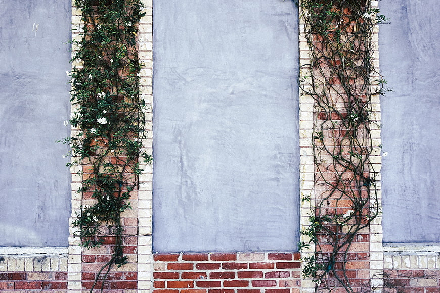 Textured brick wall with climbing vines and gray plaster background