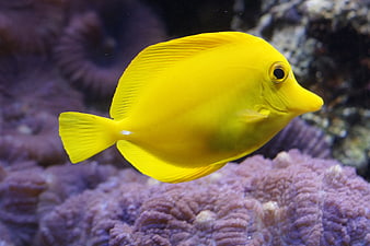 Vibrant Yellow Lemon Surgeonfish Swimming Over Purple Coral Reef