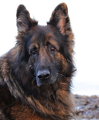 Portrait of an Old Long-Haired German Shepherd Dog