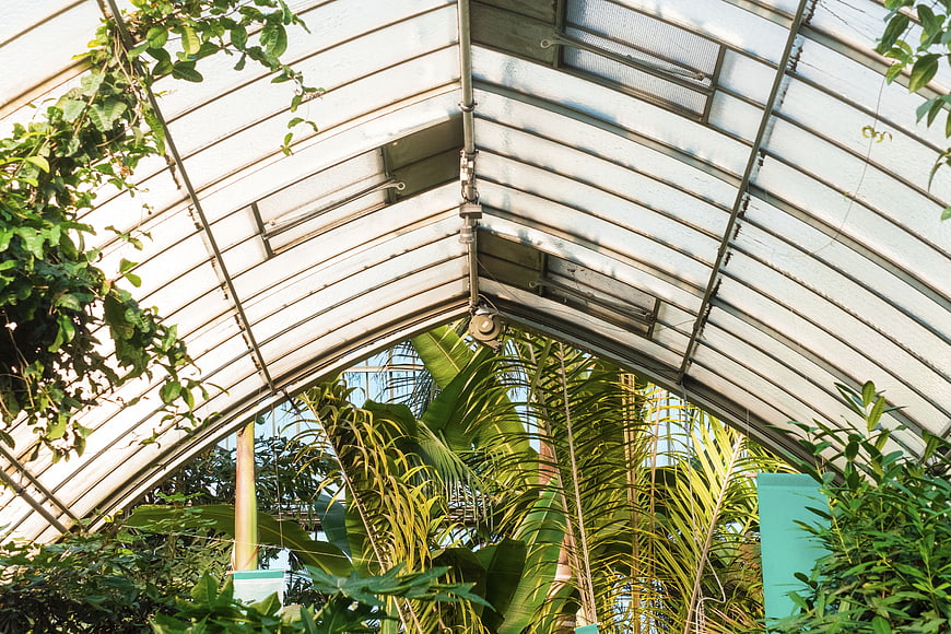 Low angle view of greenhouse roof with tropical plants