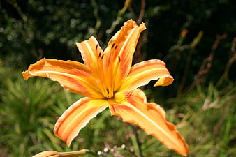 Close-up of vibrant orange and yellow daylily flower in garden