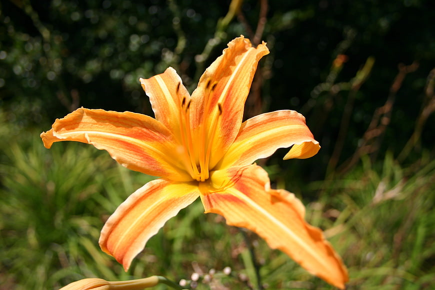 Close-up of vibrant orange and yellow daylily flower in garden