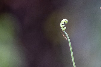 Close-up of a green fern fiddlehead unfurling in spring