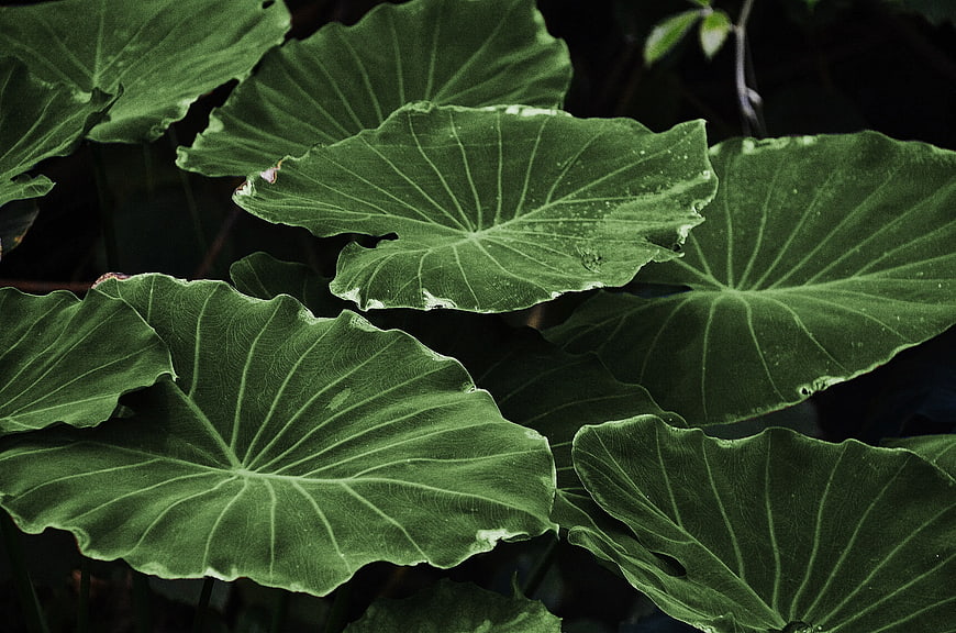 Close-up of large green elephant ear leaves with detailed veins