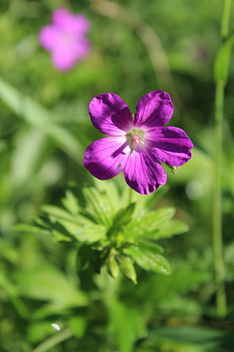 Vibrant Purple Meadow Cranesbill Flower in Green Grass
