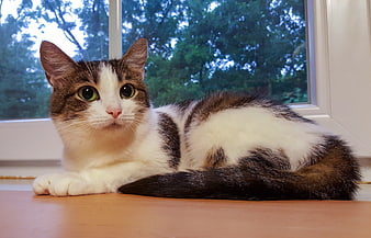 Relaxed Tabby and White Cat Lying by Window