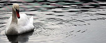 White Swan Swimming in Dark Rippled Water