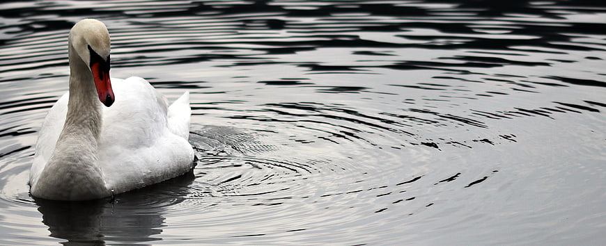 White Swan Swimming in Dark Rippled Water