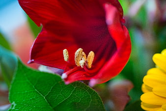 Close-up of vibrant red hibiscus flower with yellow stamen