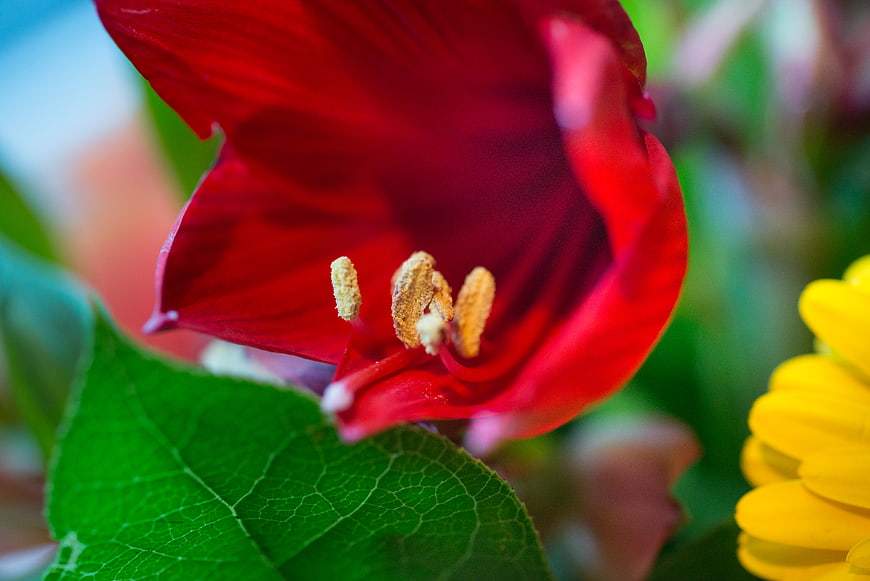 Close-up of vibrant red hibiscus flower with yellow stamen