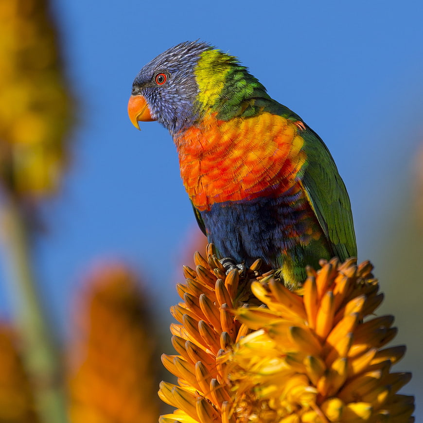 Colorful Rainbow Lorikeet Perched On Orange Flower Spike