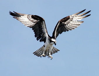 Osprey Bird of Prey Flying in Blue Sky