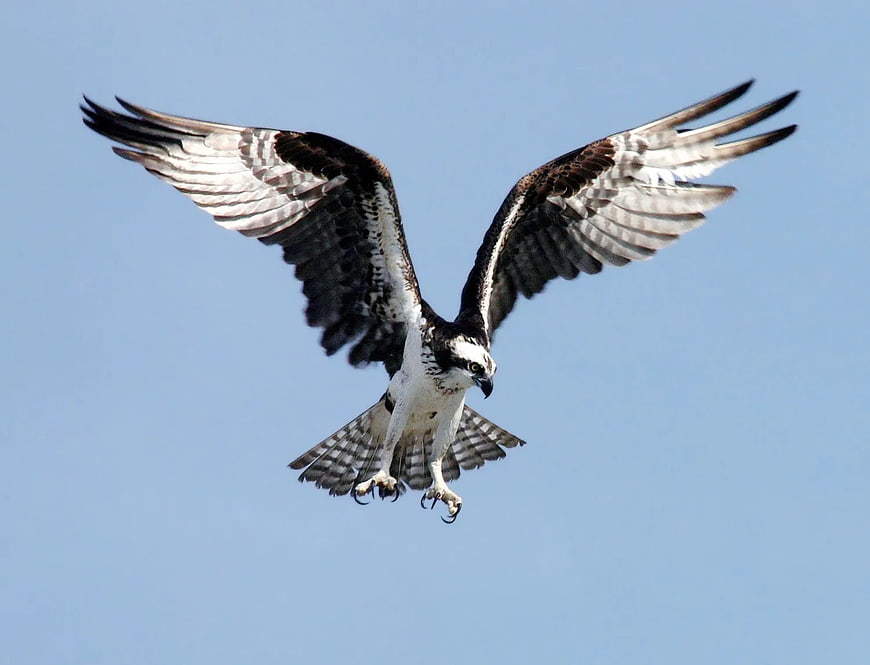 Osprey Bird of Prey Flying in Blue Sky