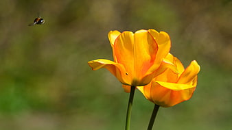 Vibrant Orange Tulips with Flying Bee in Spring Garden