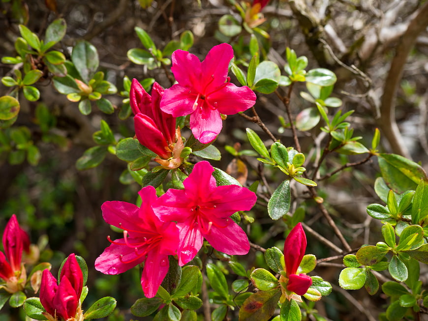Vibrant Pink Azalea Blooms in Spring Garden