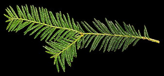 Isolated Green Conifer Branch On Black Background