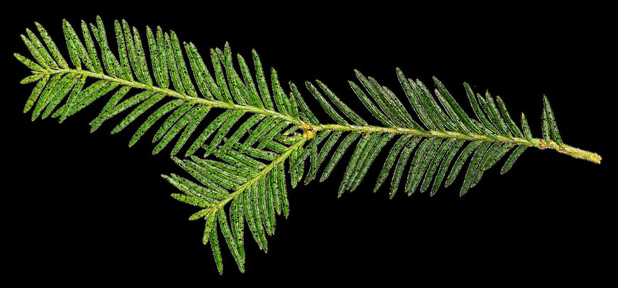 Isolated Green Conifer Branch On Black Background