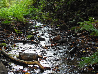 Forest Stream Flowing Over Rocks And Fallen Leaves