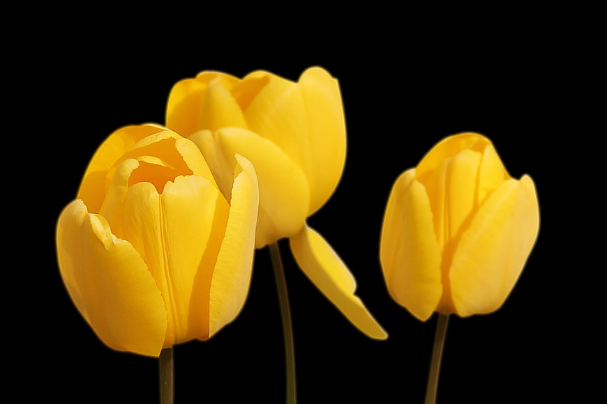 Three Yellow Tulips on Black Background