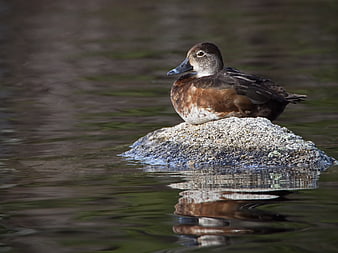 Brown Duck Resting on Rock in Water