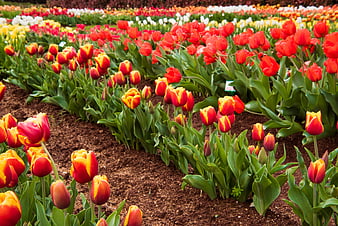 Vibrant Rows of Red and Yellow Tulips in Spring Garden